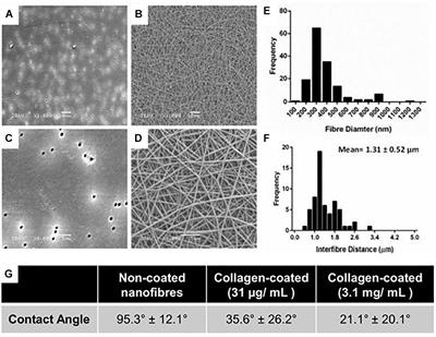 Frontiers | Nanofibrous Scaffolds Support A 3D In Vitro Permeability ...